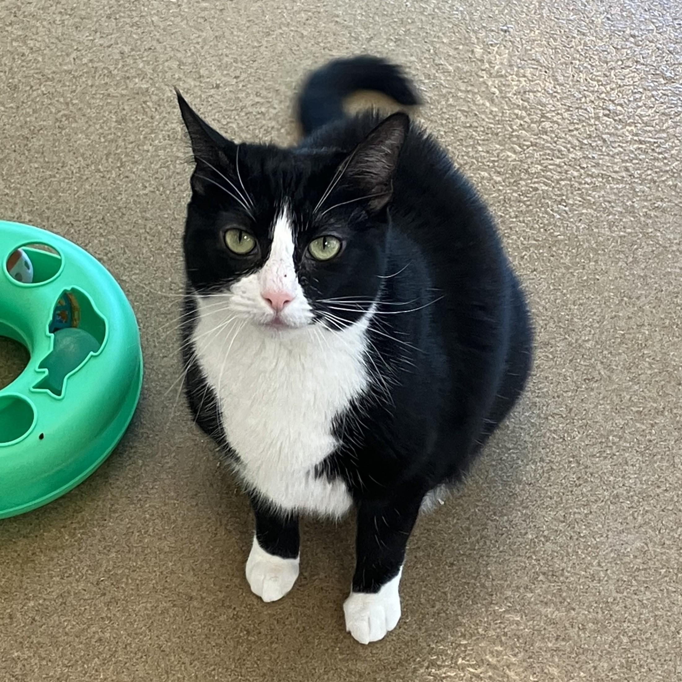 Little Bit, an adopted Domestic Short Hair in Eatontown, NJ image 2/6