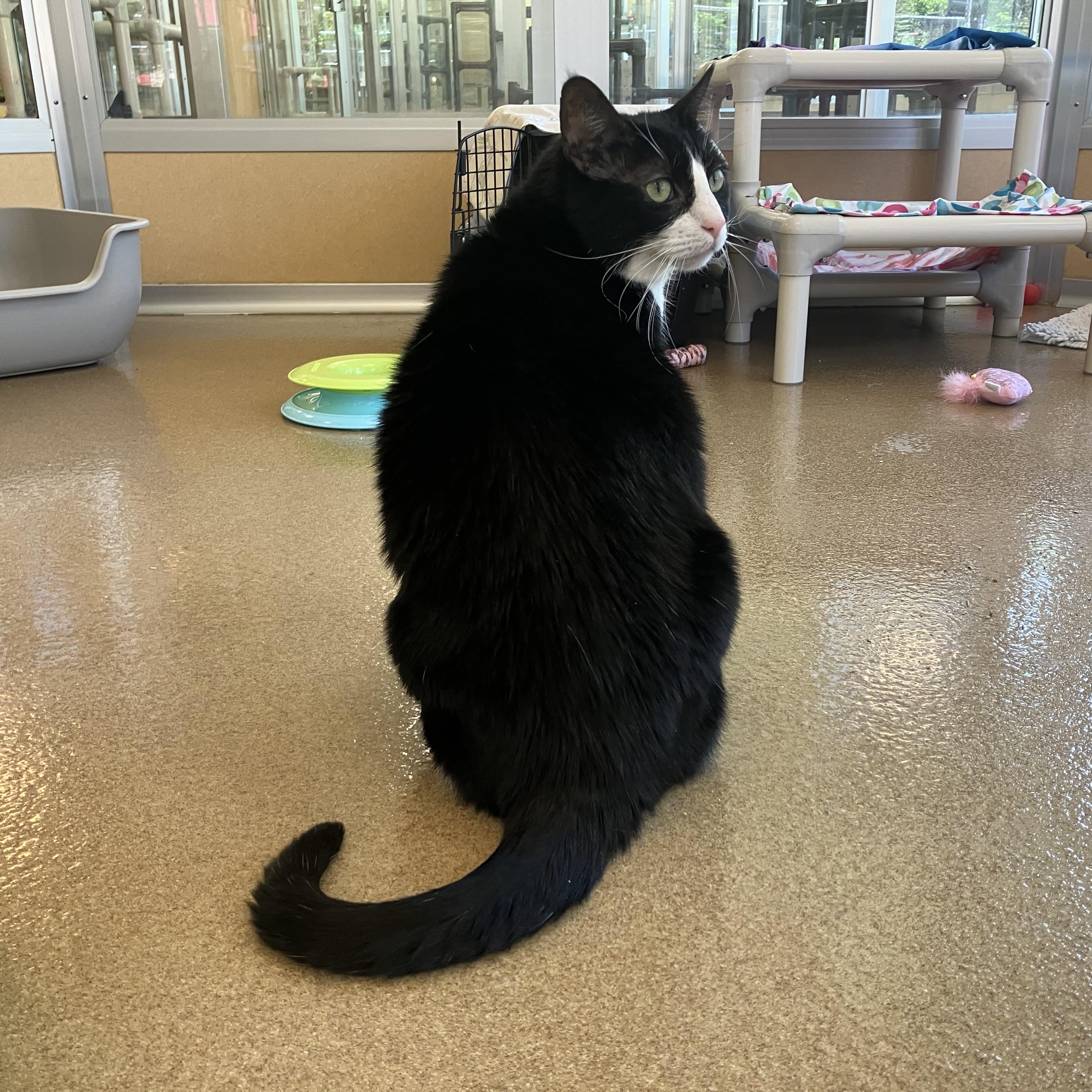 Little Bit, an adopted Domestic Short Hair in Eatontown, NJ image 4/6