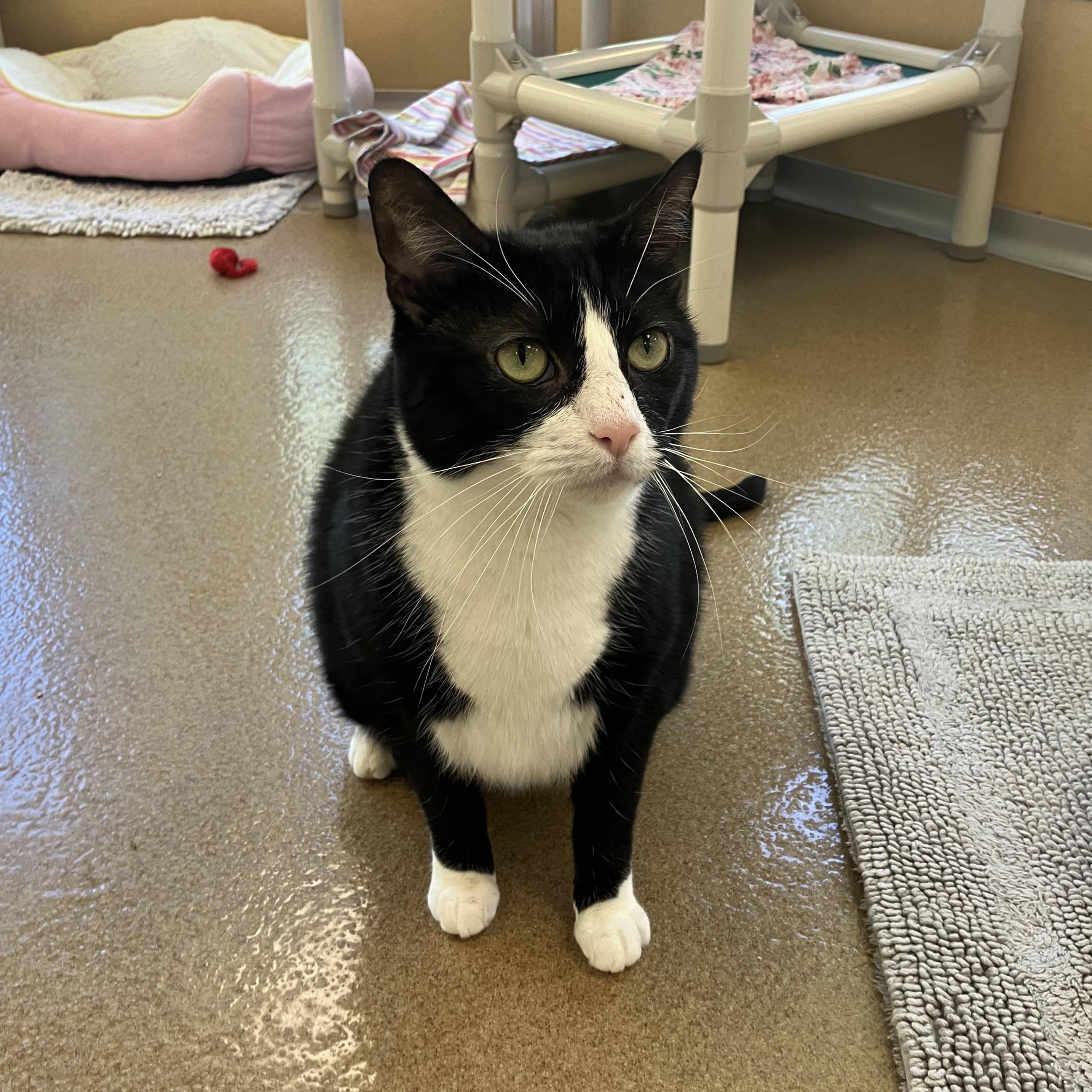 Little Bit, an adopted Domestic Short Hair in Eatontown, NJ image 5/6