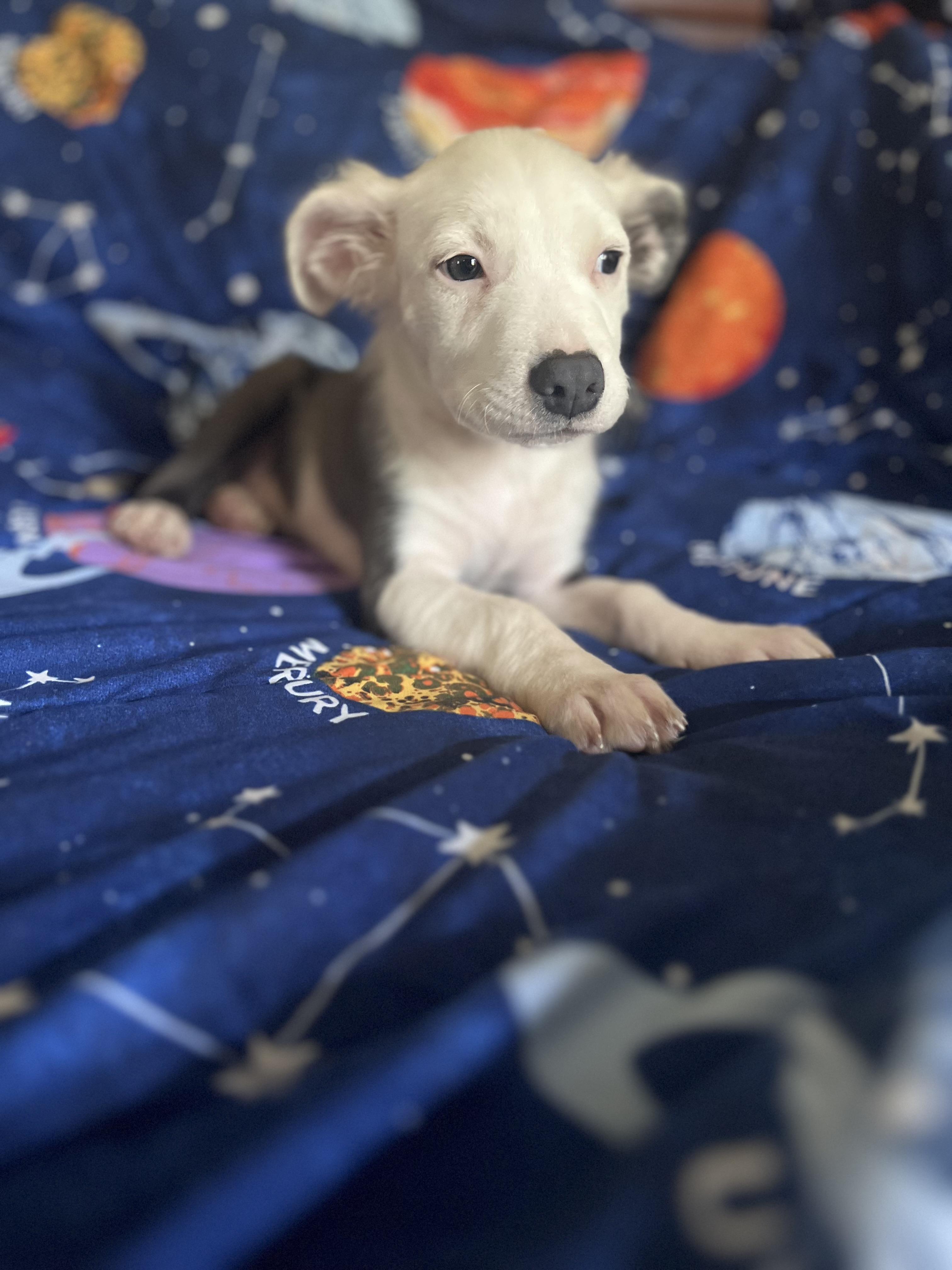 Enlarge Linus, a Adoptable mixed breed in Walker, LA image 3/5
