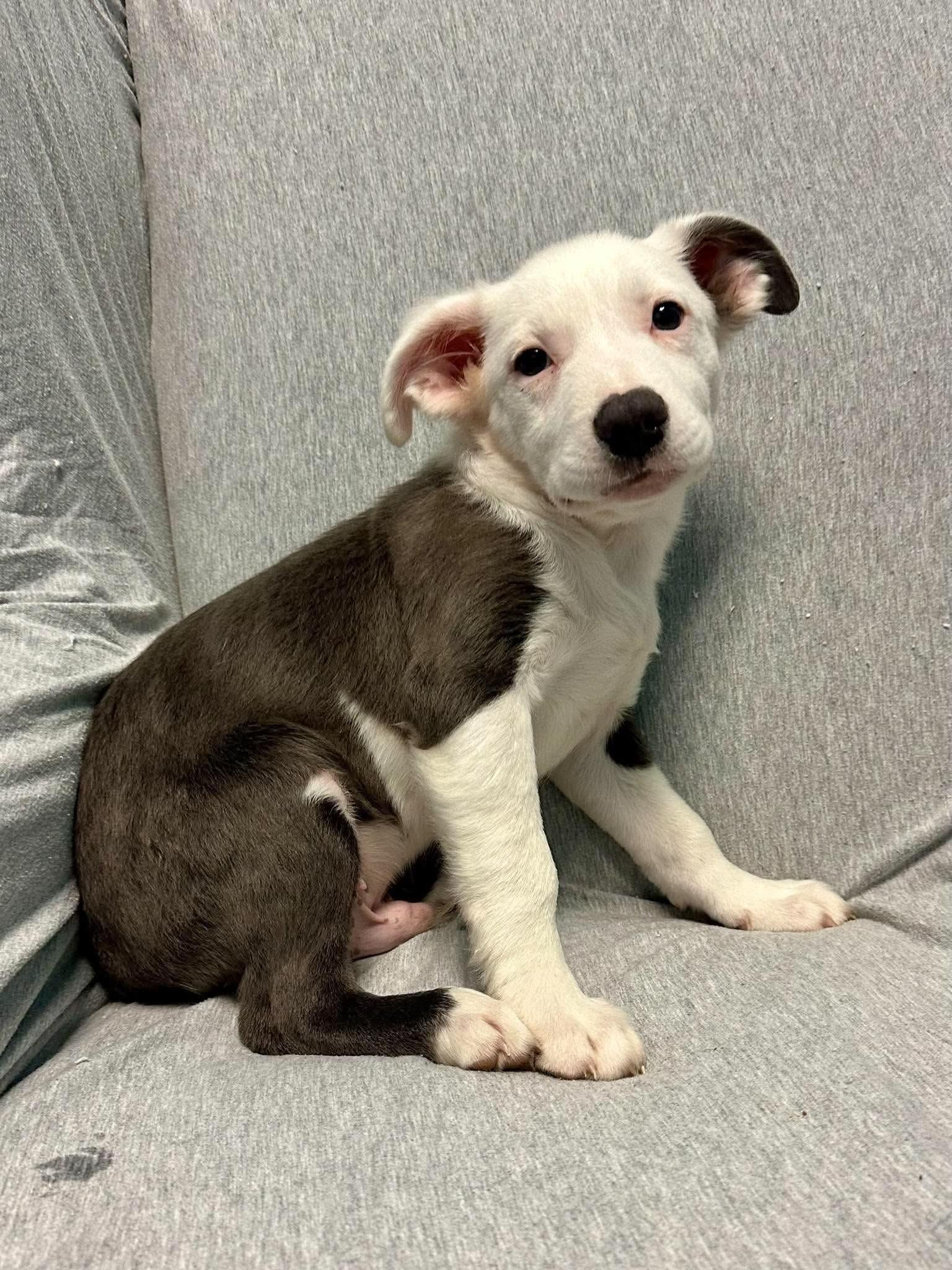 Enlarge Linus, a Adoptable mixed breed in Walker, LA image 2/5