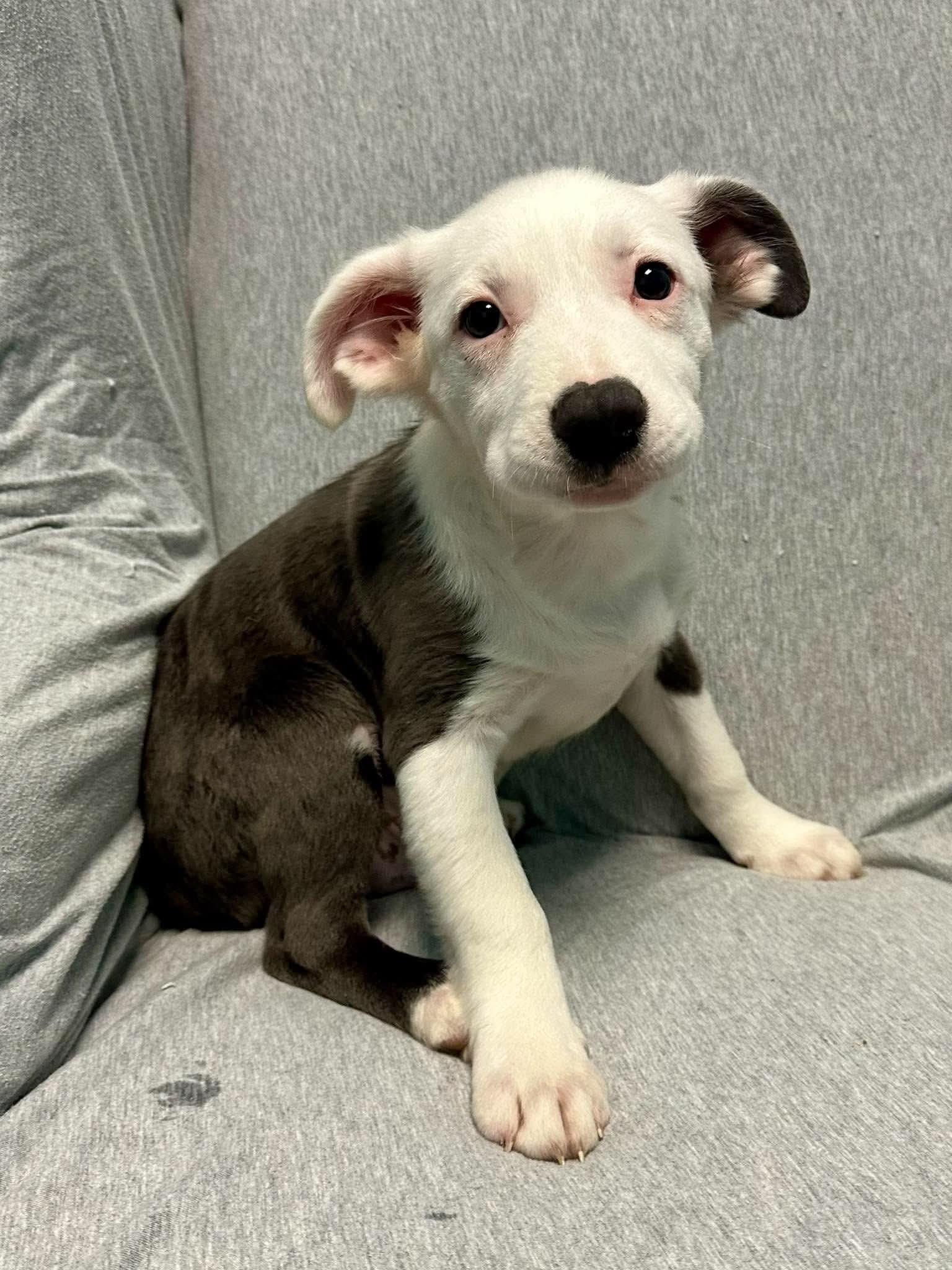 Linus, Adoptable, Young Male Australian Shepherd.