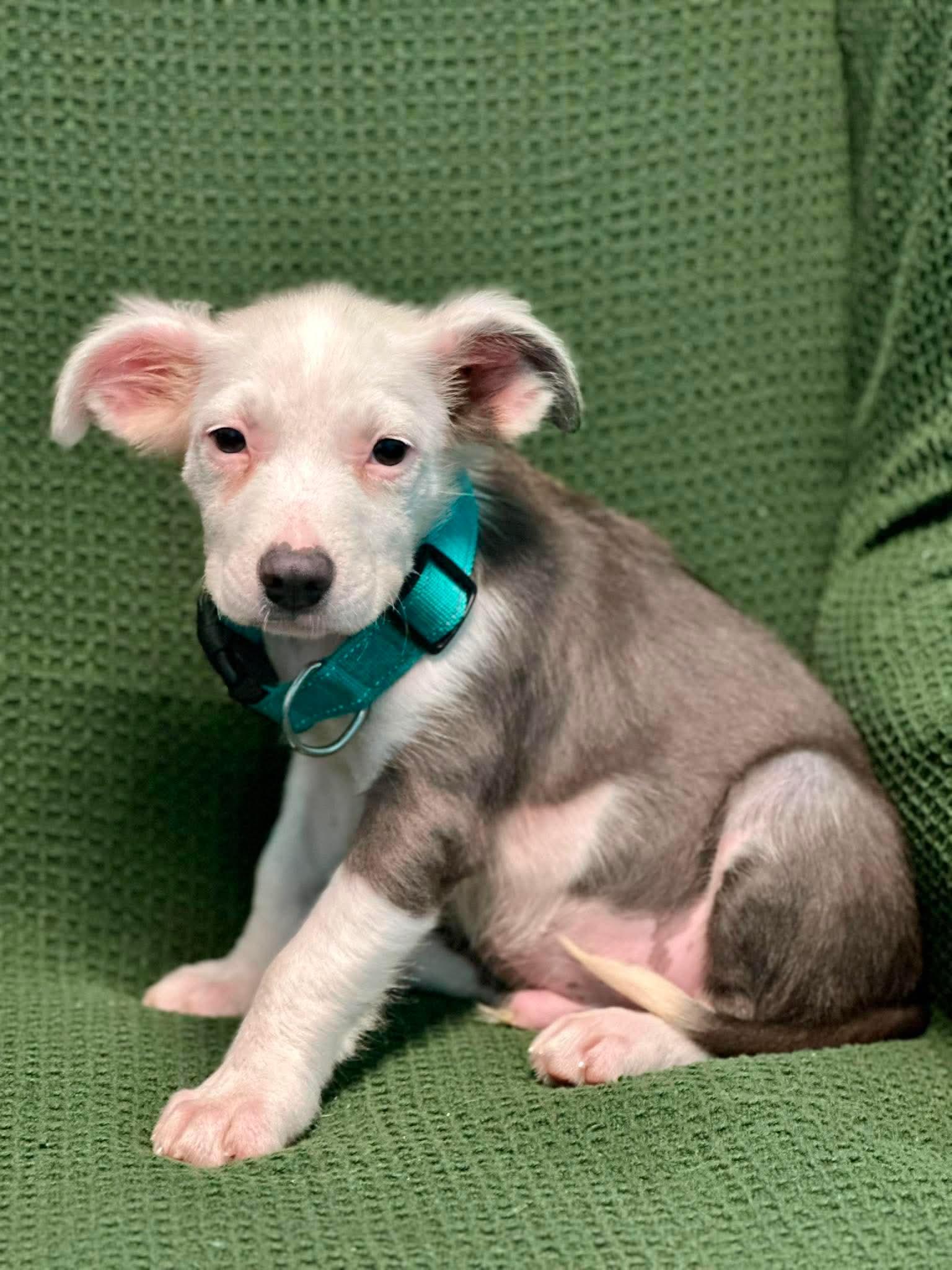 Enlarge Linus, a Adoptable mixed breed in Walker, LA image 4/5