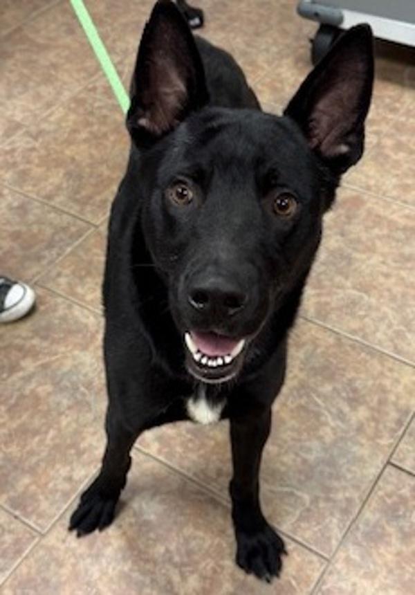 Enlarge Ford, a Adoptable mixed breed in Littleton, CO image 1/3