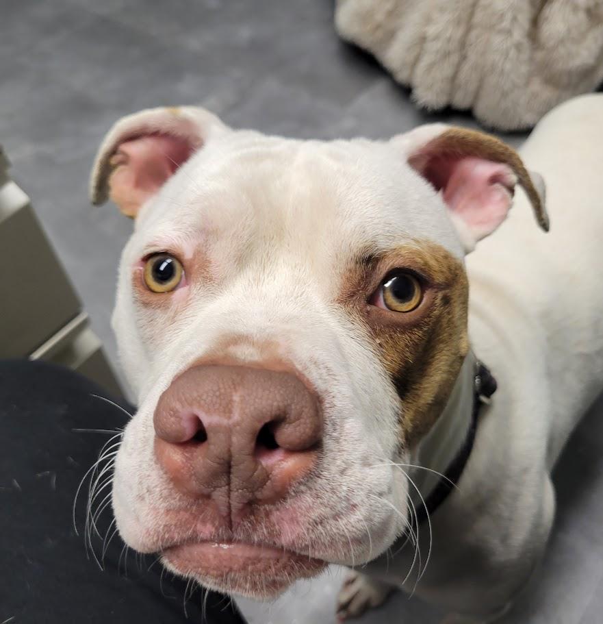 Newton, ADOPTABLE, Young Male Pit Bull Terrier & Boxer.