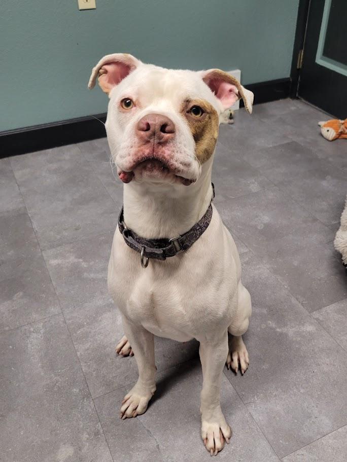 Enlarge Newton, a ADOPTABLE mixed breed in Lisbon, OH image 2/4