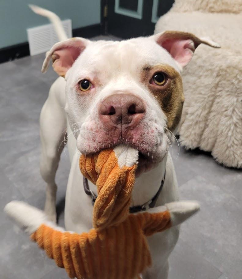 Enlarge Newton, a ADOPTABLE mixed breed in Lisbon, OH image 3/4