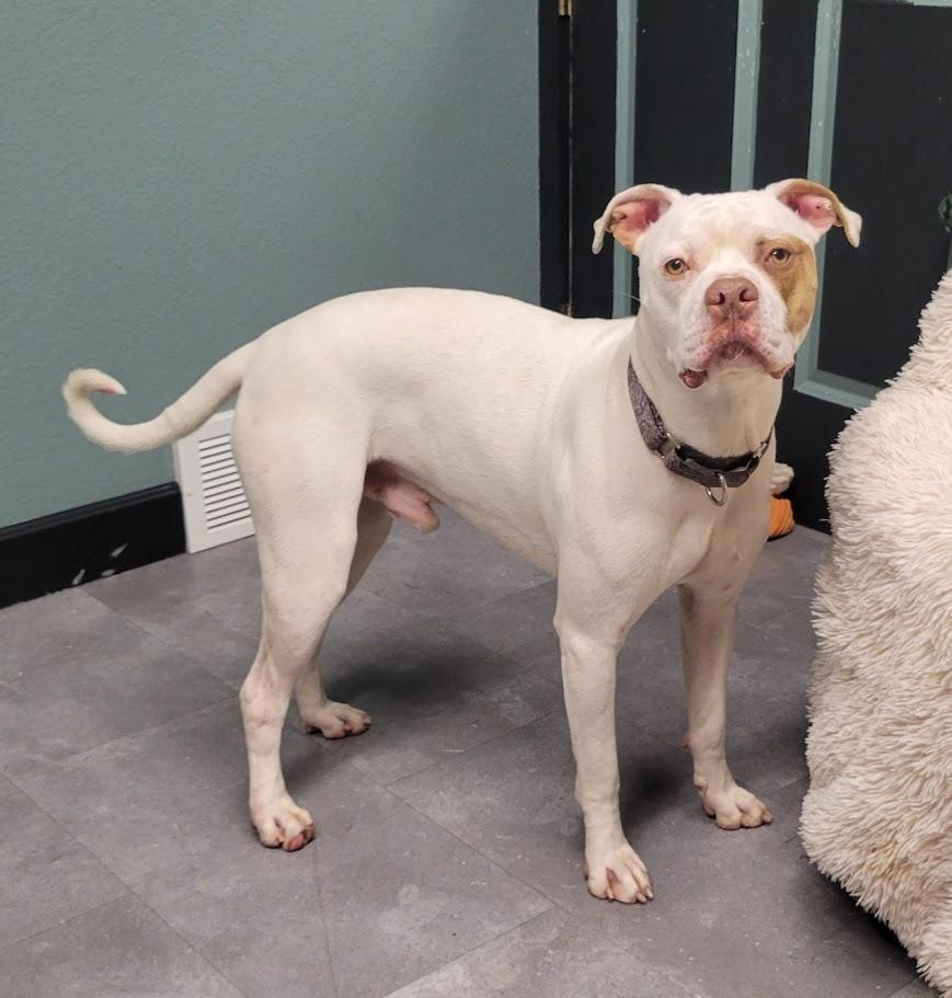 Enlarge Newton, a ADOPTABLE mixed breed in Lisbon, OH image 4/4