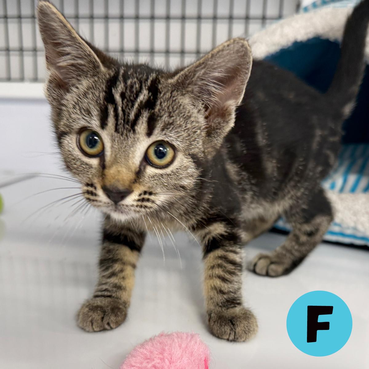 LOCAL KITTENS, The Tartan Tabbies, a Adoptable Domestic Short Hair in Clayville, RI image 2/6
