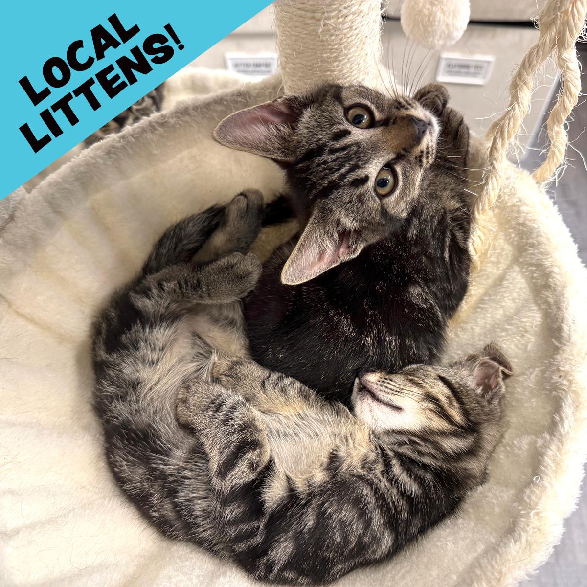LOCAL KITTENS, The Tartan Tabbies, Adoptable, Kitten Male Domestic Short Hair.