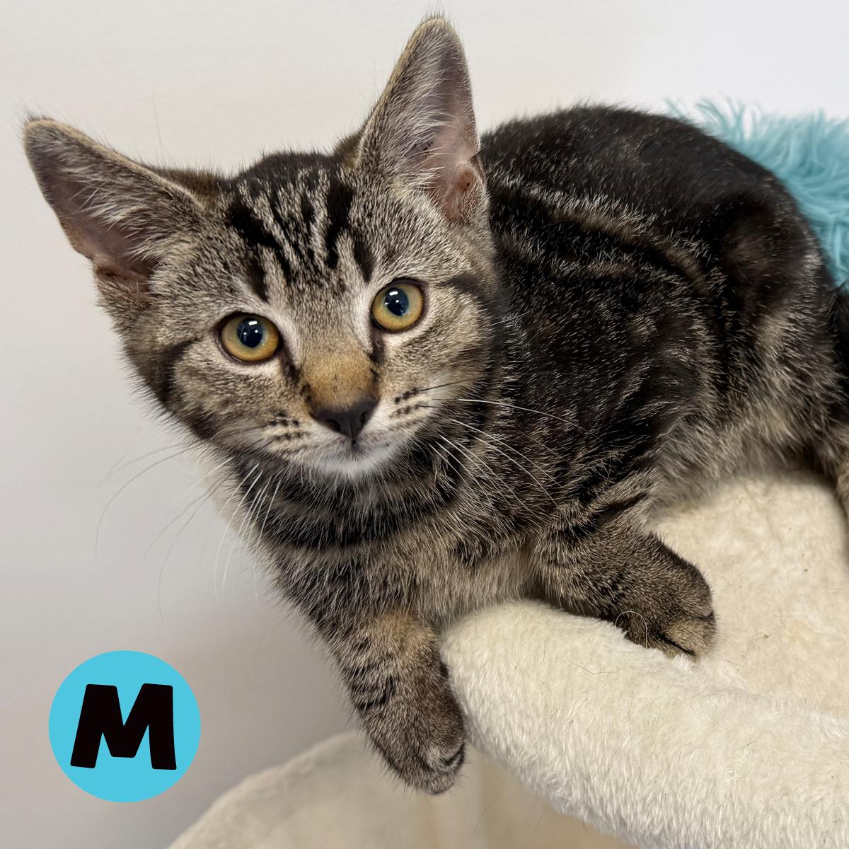 LOCAL KITTENS, The Tartan Tabbies, a Adoptable Domestic Short Hair in Clayville, RI image 6/6