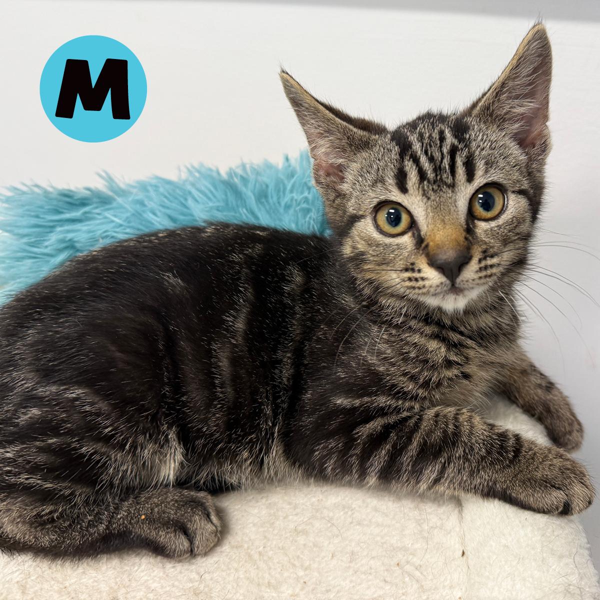 LOCAL KITTENS, The Tartan Tabbies, a Adoptable Domestic Short Hair in Clayville, RI image 3/6
