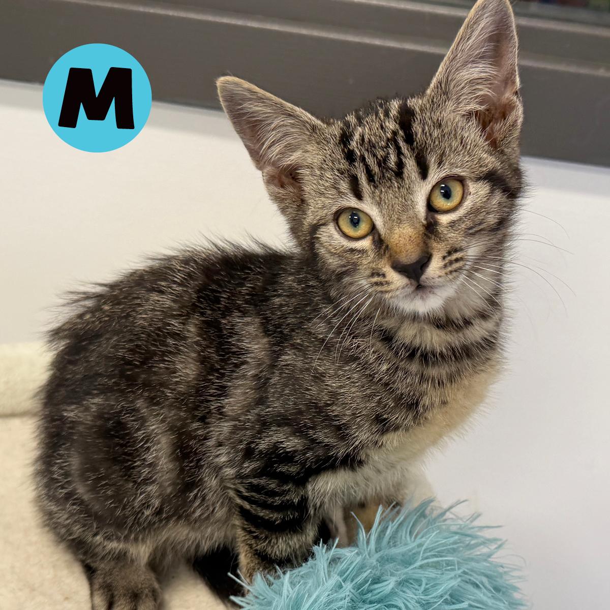 LOCAL KITTENS, The Tartan Tabbies, a Adoptable Domestic Short Hair in Clayville, RI image 5/6