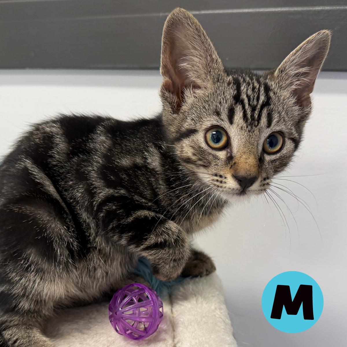 LOCAL KITTENS, The Tartan Tabbies, a Adoptable Domestic Short Hair in Clayville, RI image 4/6