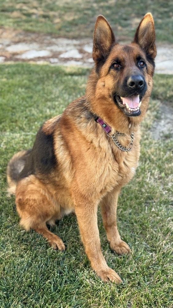 Gunner, Adoptable, Adult Male German Shepherd Dog.