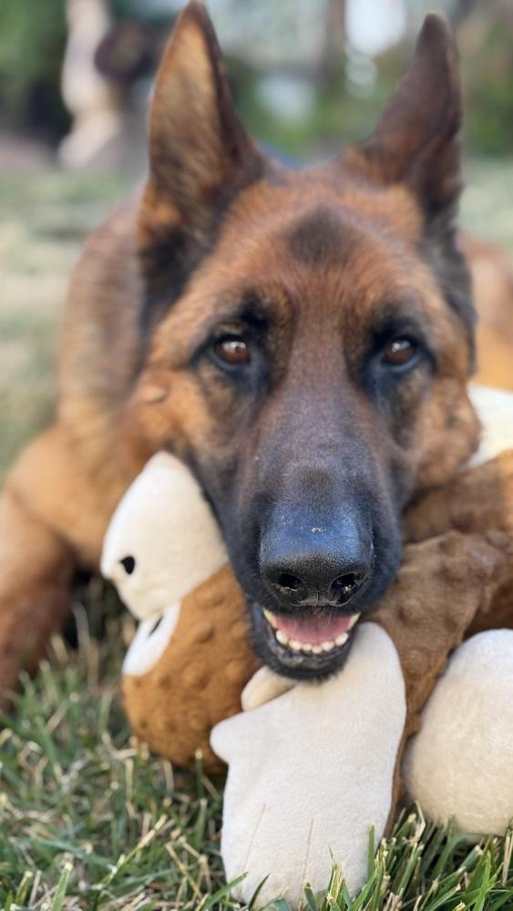 Gunner, a Adoptable German Shepherd Dog in Pleasant Hill, CA image 2/6