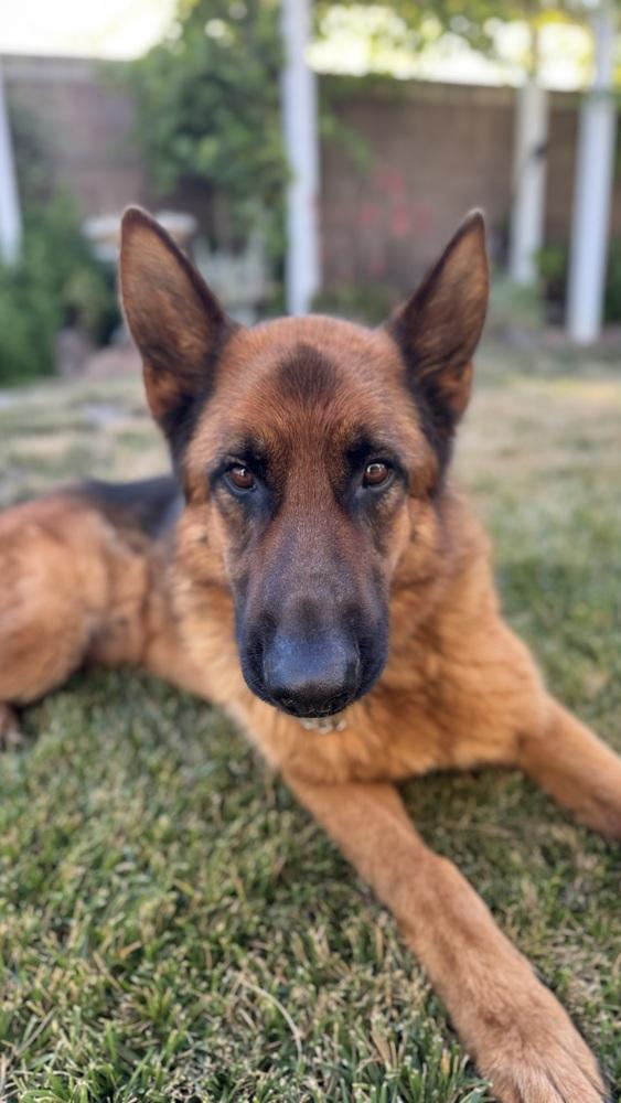 Gunner, a Adoptable German Shepherd Dog in Pleasant Hill, CA image 3/6