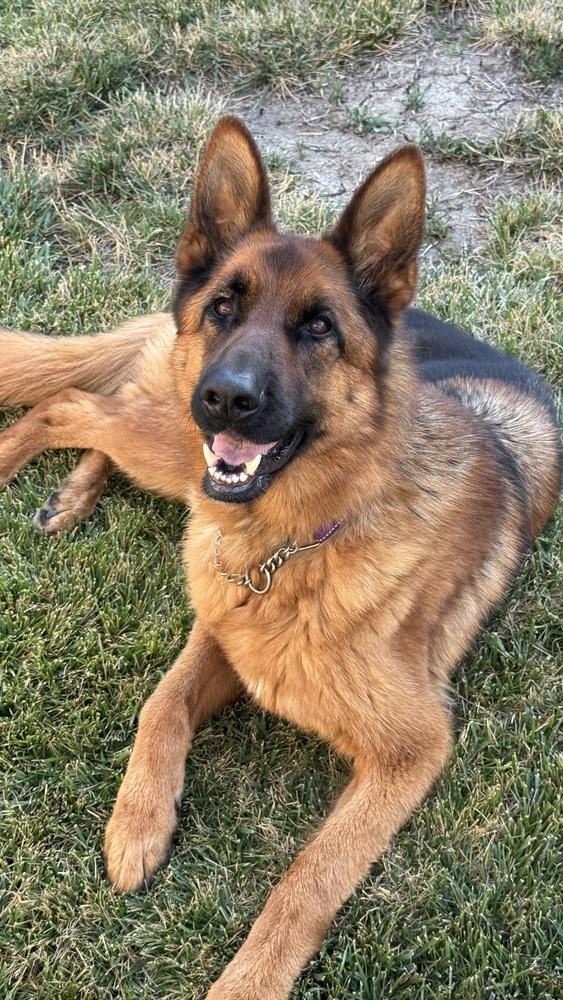 Gunner, a Adoptable German Shepherd Dog in Pleasant Hill, CA image 4/6