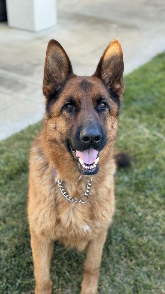 Gunner, a Adoptable German Shepherd Dog in Pleasant Hill, CA image 5/6