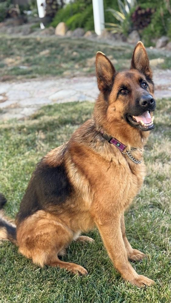 Gunner, a Adoptable German Shepherd Dog in Pleasant Hill, CA image 6/6