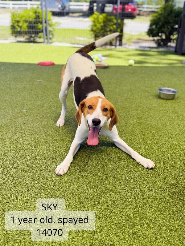 Sky, Adoptable, Adult Female Hound.