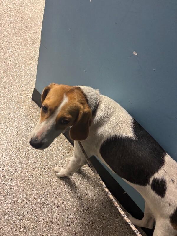 Enlarge Sky, a Adoptable Hound in Supply, NC image 2/2