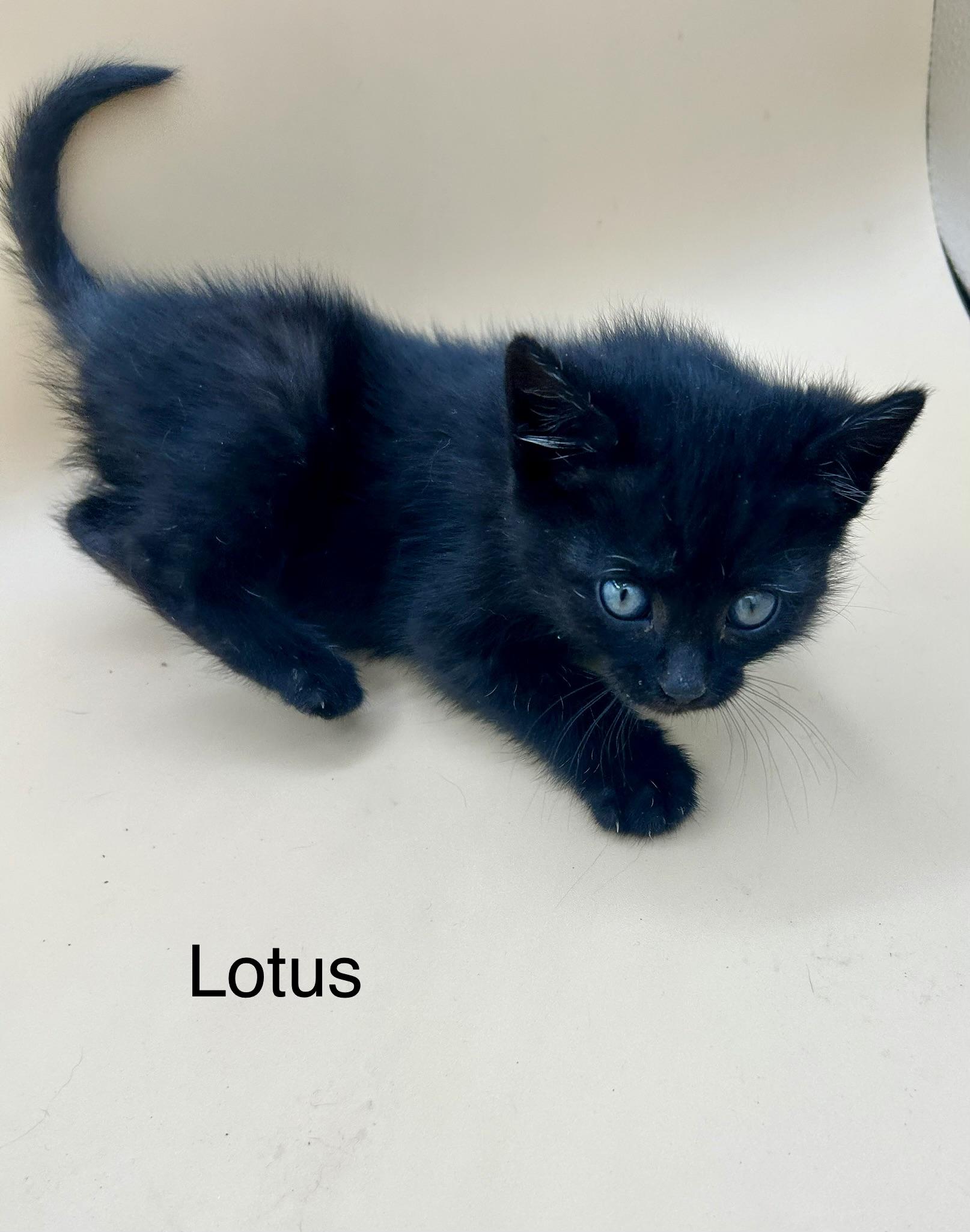 Lotus , adopted, Kitten Female Domestic Short Hair & Bombay.