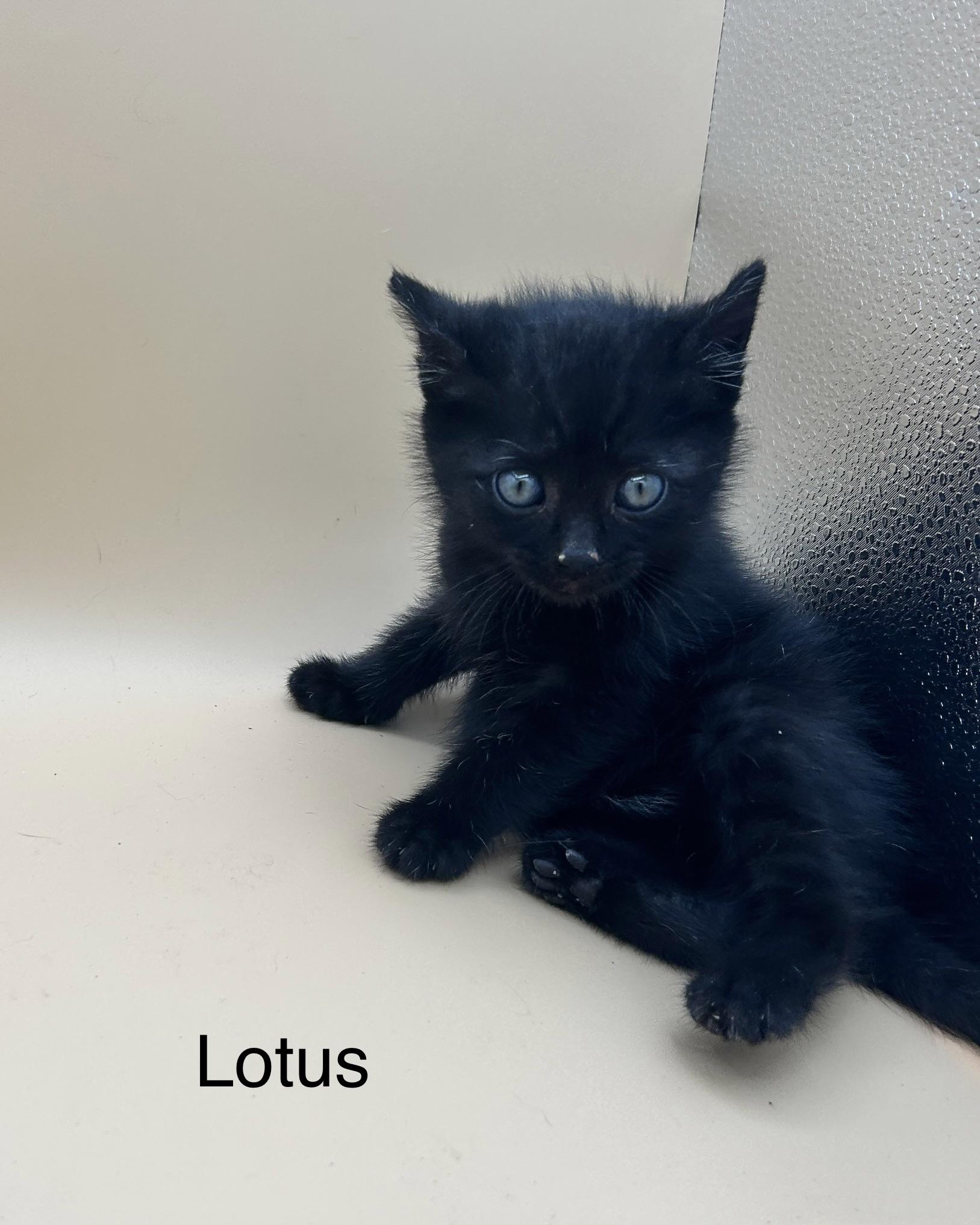 Enlarge Lotus , an adopted mixed breed in Matawan, NJ image 2/2