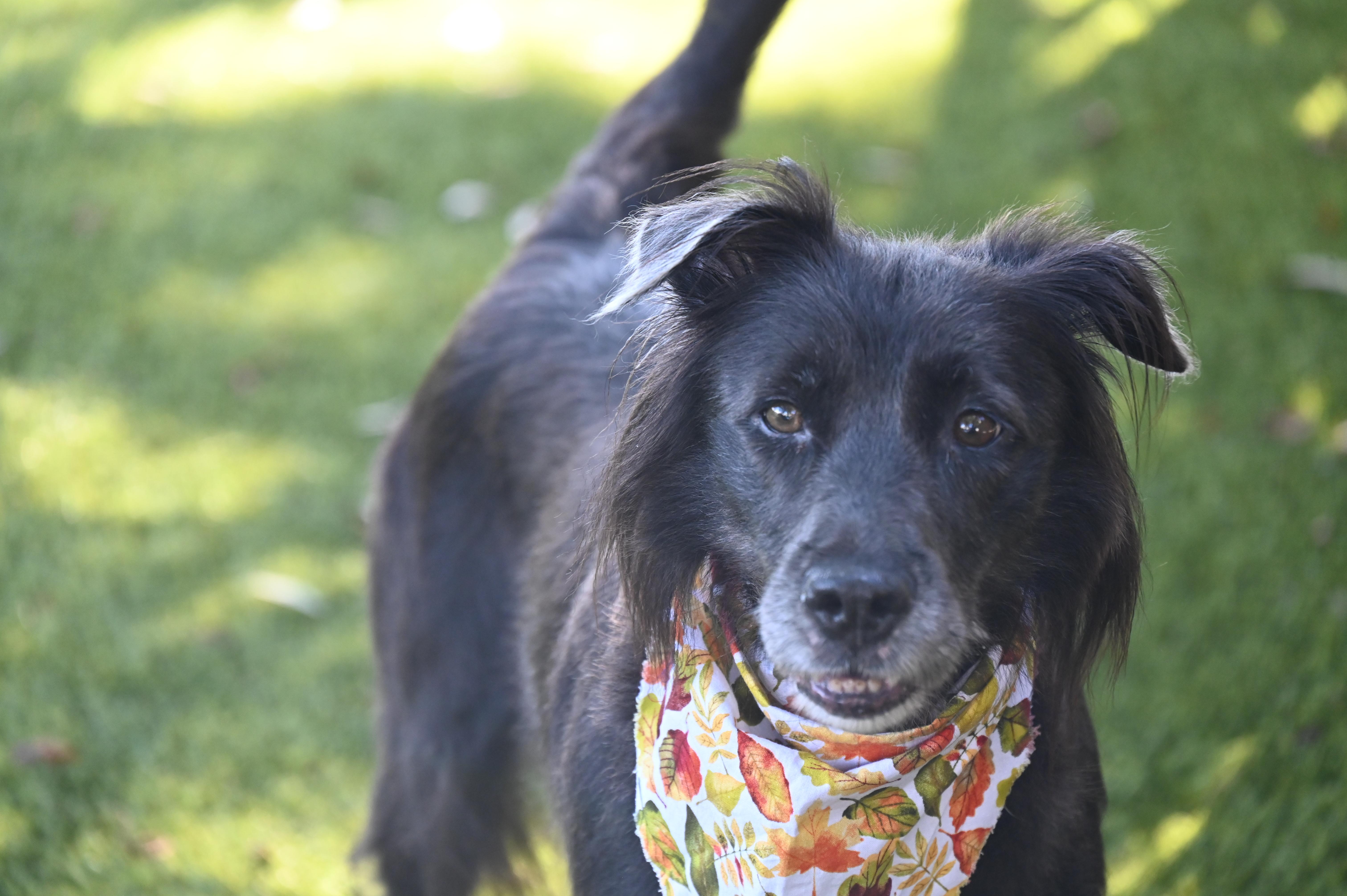 Magnolia, Adoptable, Young Female Border Collie.