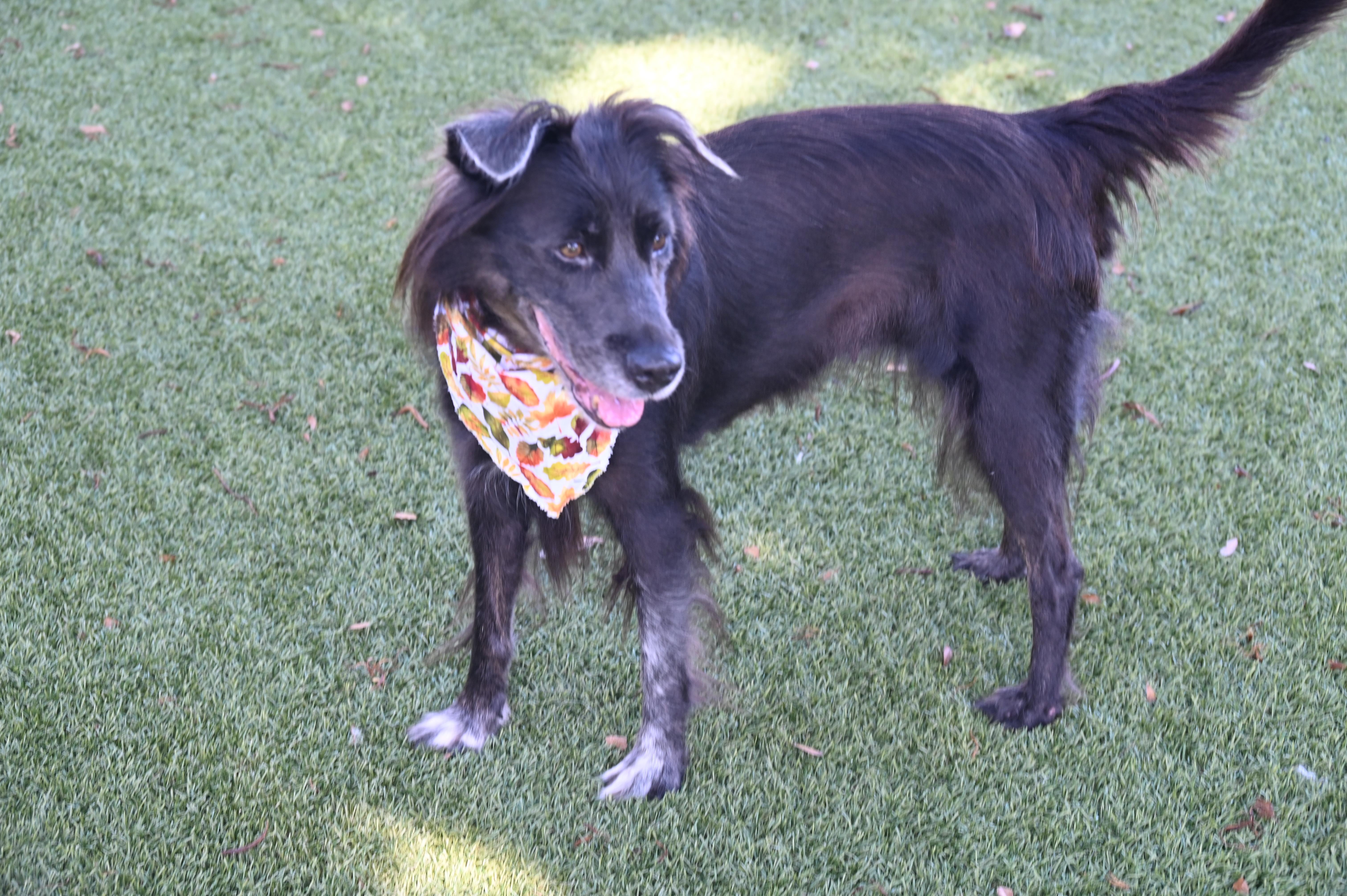 Enlarge Magnolia, a Adoptable Border Collie in Boca Raton, FL image 2/3