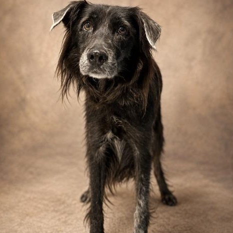 Enlarge Magnolia, a Adoptable Border Collie in Boca Raton, FL image 3/3