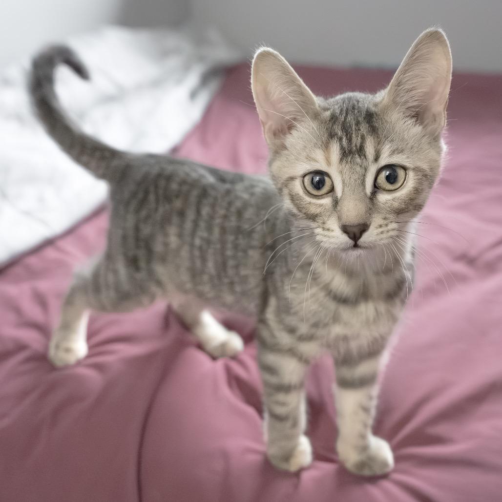 Fortune Feimster, Adoptable, Kitten Female Domestic Short Hair.