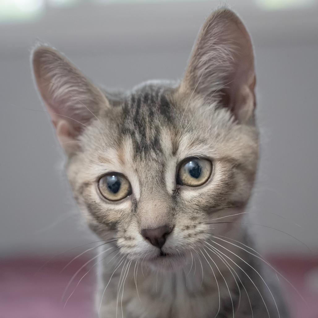Fortune Feimster, a Adoptable Domestic Short Hair in Calgary, AB image 2/6