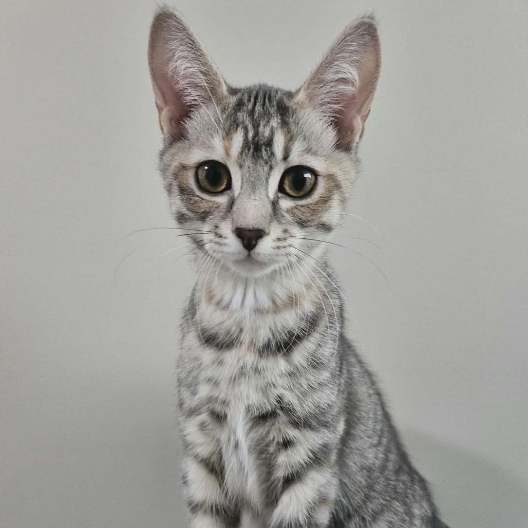 Fortune Feimster, a Adoptable Domestic Short Hair in Calgary, AB image 3/6