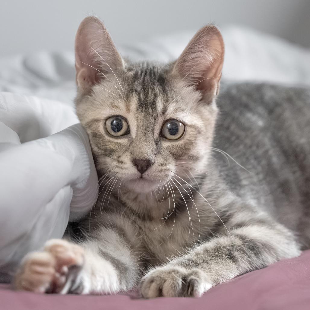 Fortune Feimster, a Adoptable Domestic Short Hair in Calgary, AB image 4/6