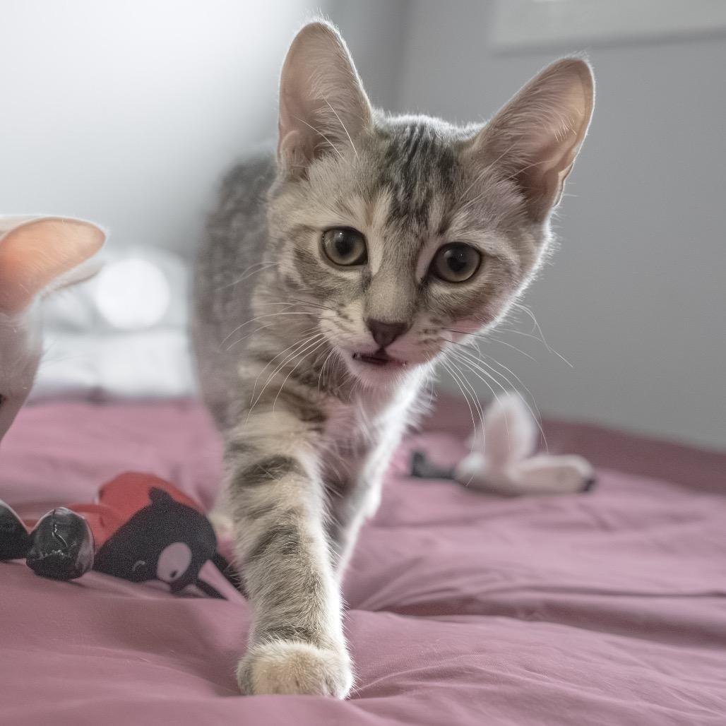 Fortune Feimster, a Adoptable Domestic Short Hair in Calgary, AB image 5/6