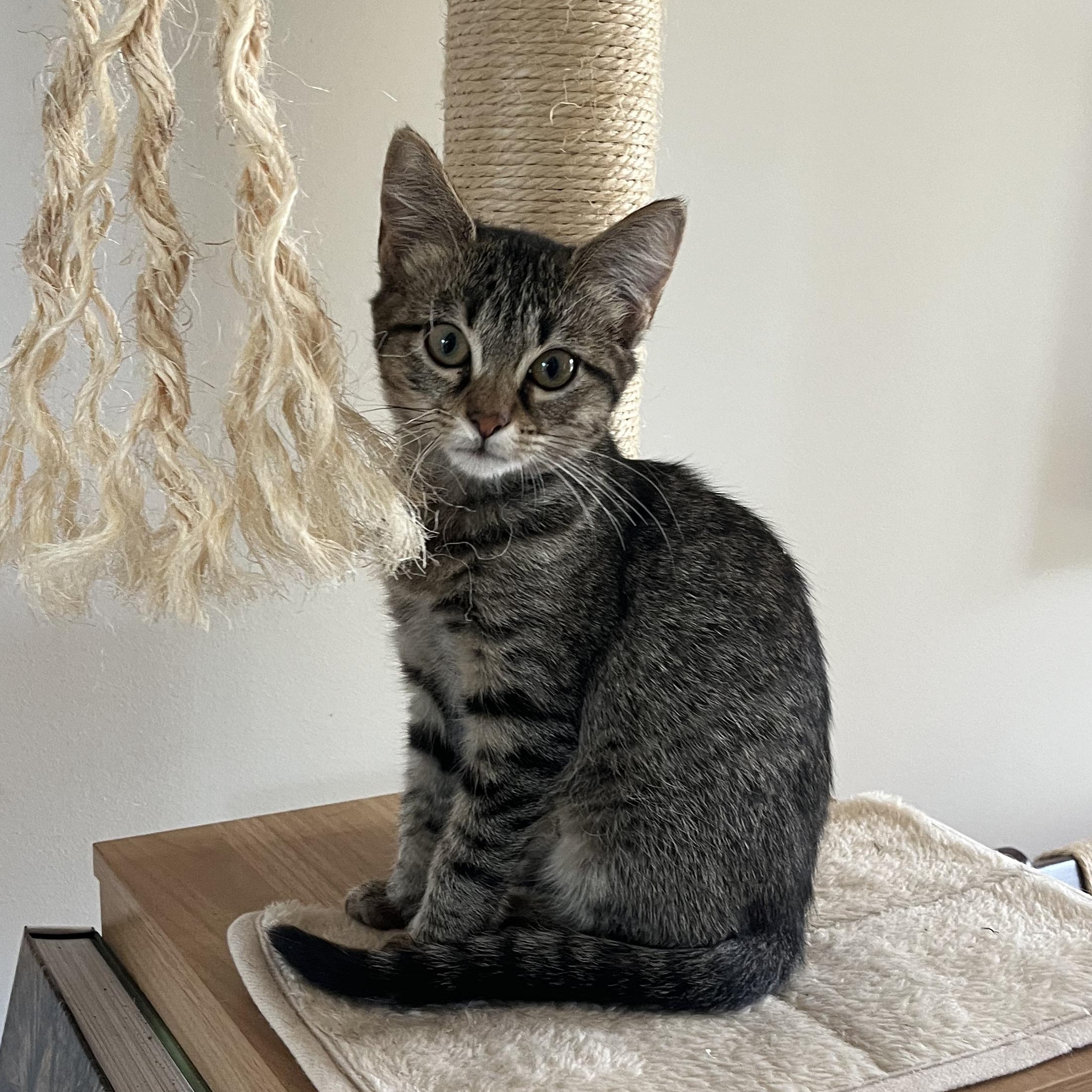 Annie, Adoptable, Kitten Female Domestic Short Hair.