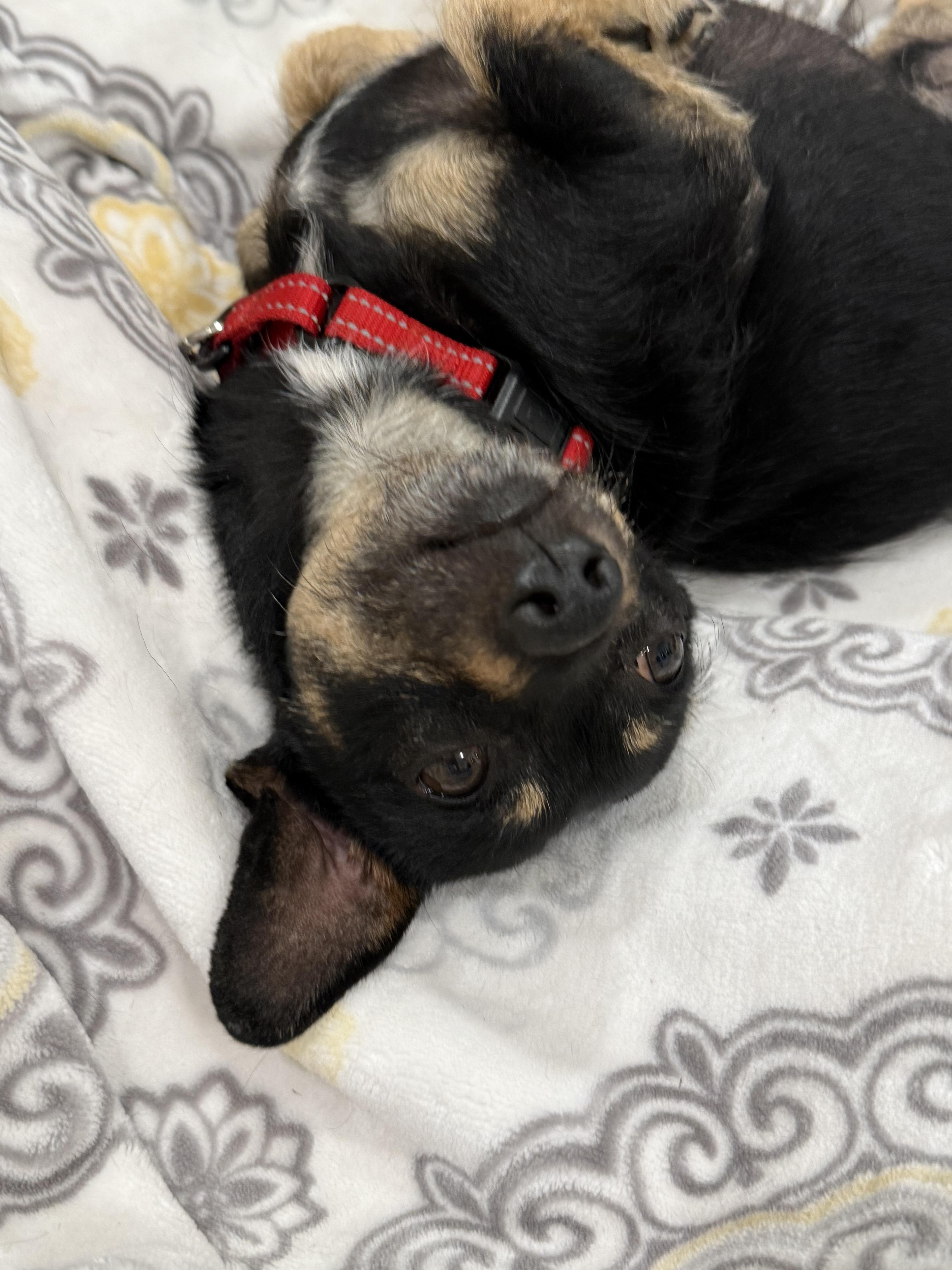 Lil king, a ADOPTABLE mixed breed in Hayward, CA image 4/5