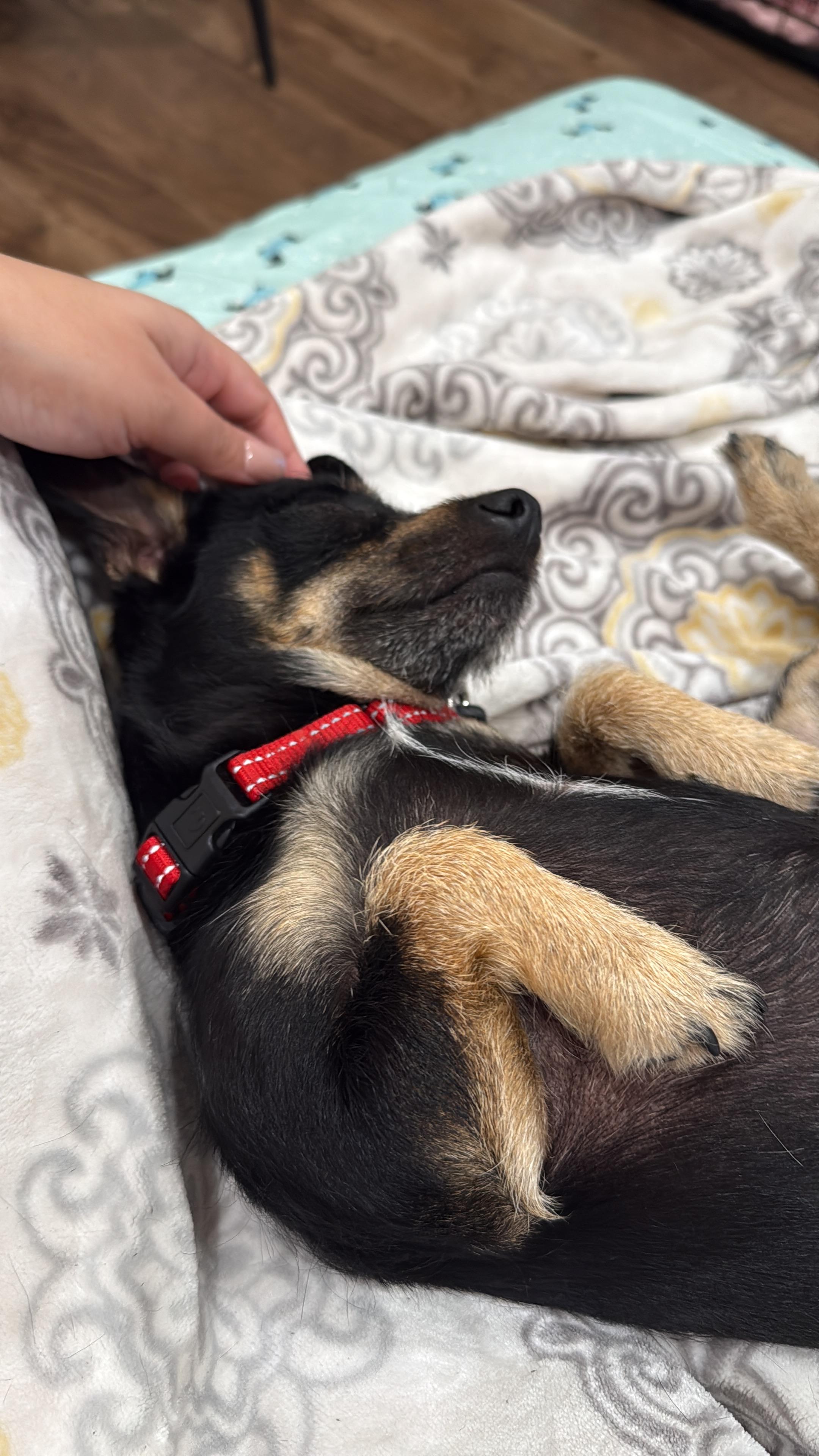 Lil king, a ADOPTABLE mixed breed in Hayward, CA image 5/5
