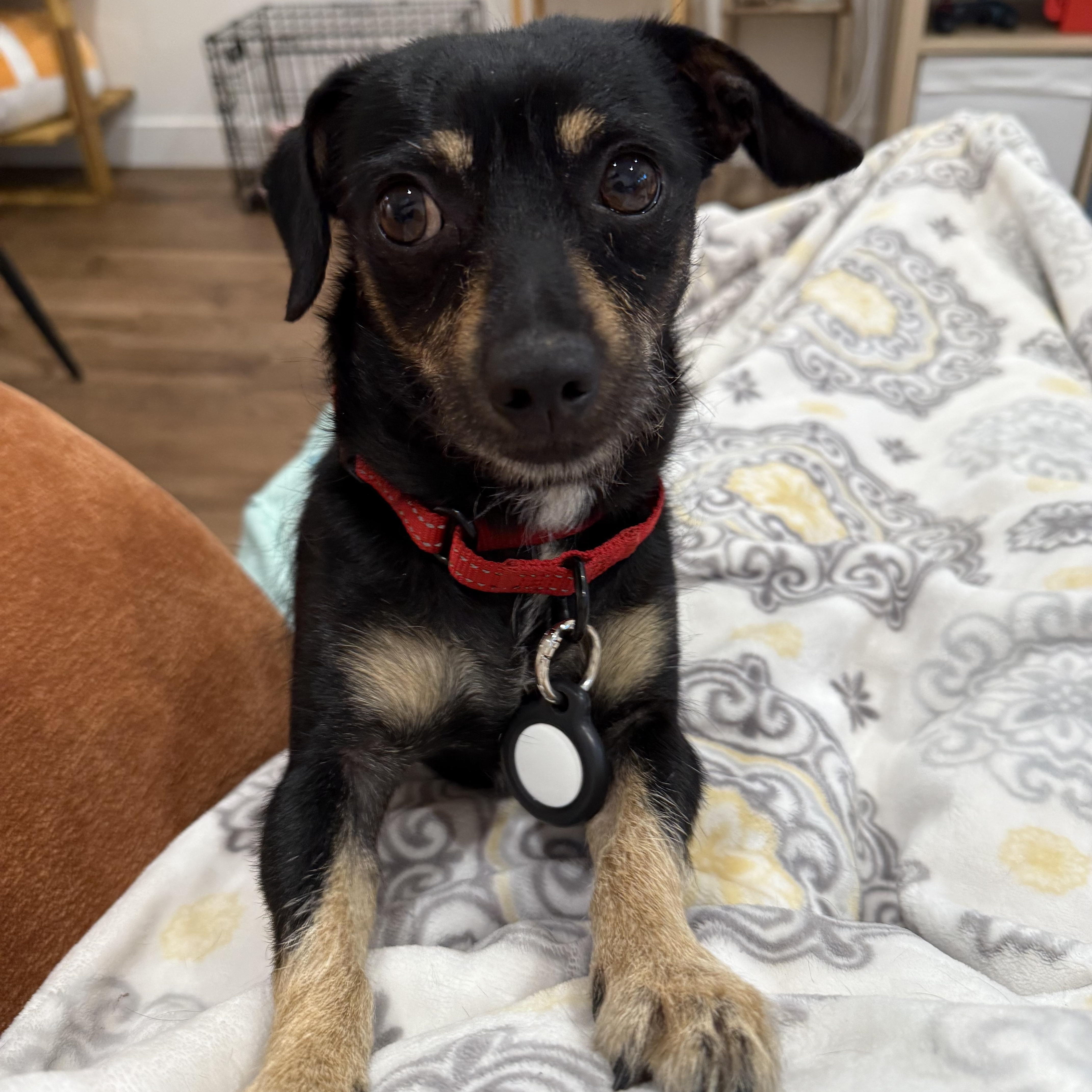 Lil king, a ADOPTABLE mixed breed in Hayward, CA image 1/5
