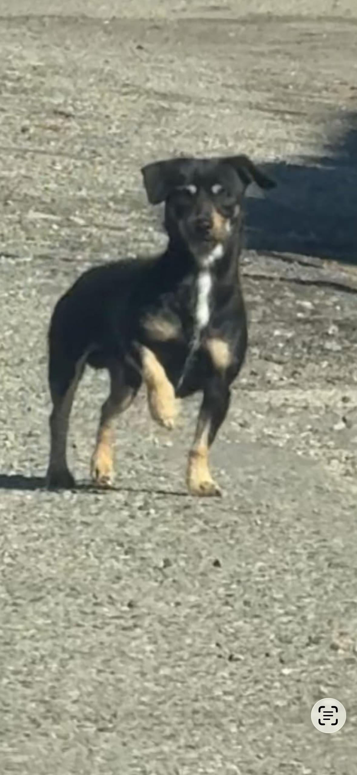 Lil king, a ADOPTABLE mixed breed in Hayward, CA image 3/5