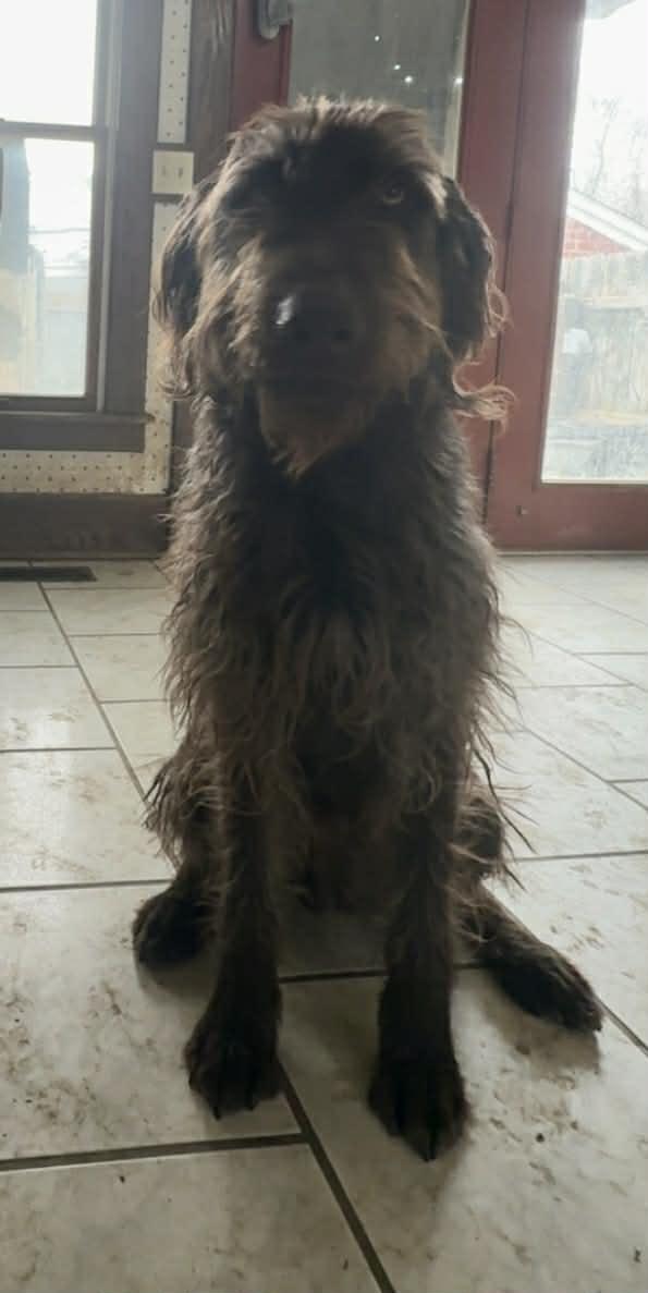 Enlarge Leroy, a Adopted mixed breed in Columbus, IN image 1/1