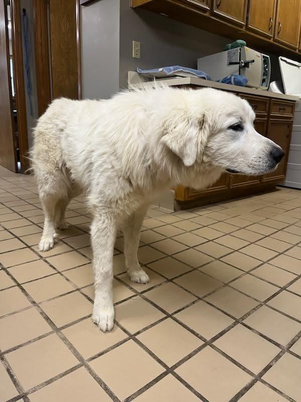 Enlarge Nola, an adopted mixed breed in Eatontown, NJ image 2/3