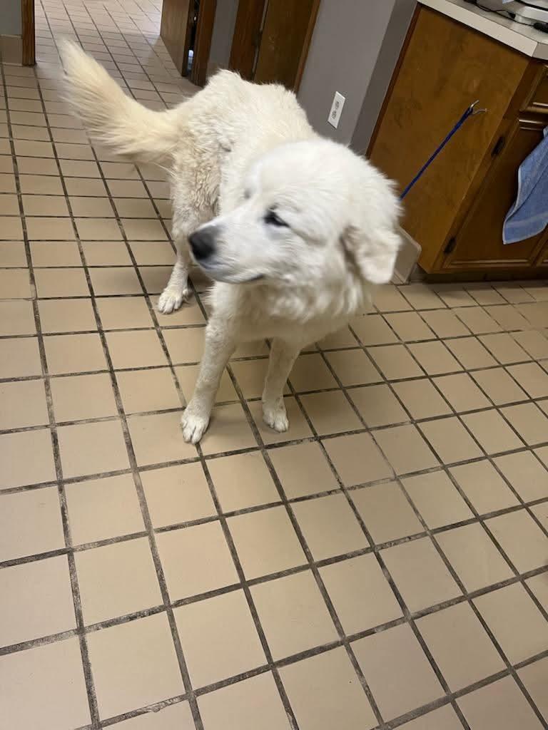 Nola, adopted, Puppy Male Great Pyrenees & Hound.
