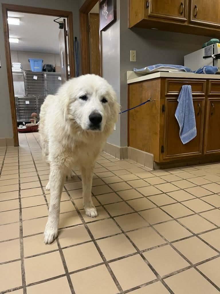 Enlarge Nola, an adopted mixed breed in Eatontown, NJ image 3/3