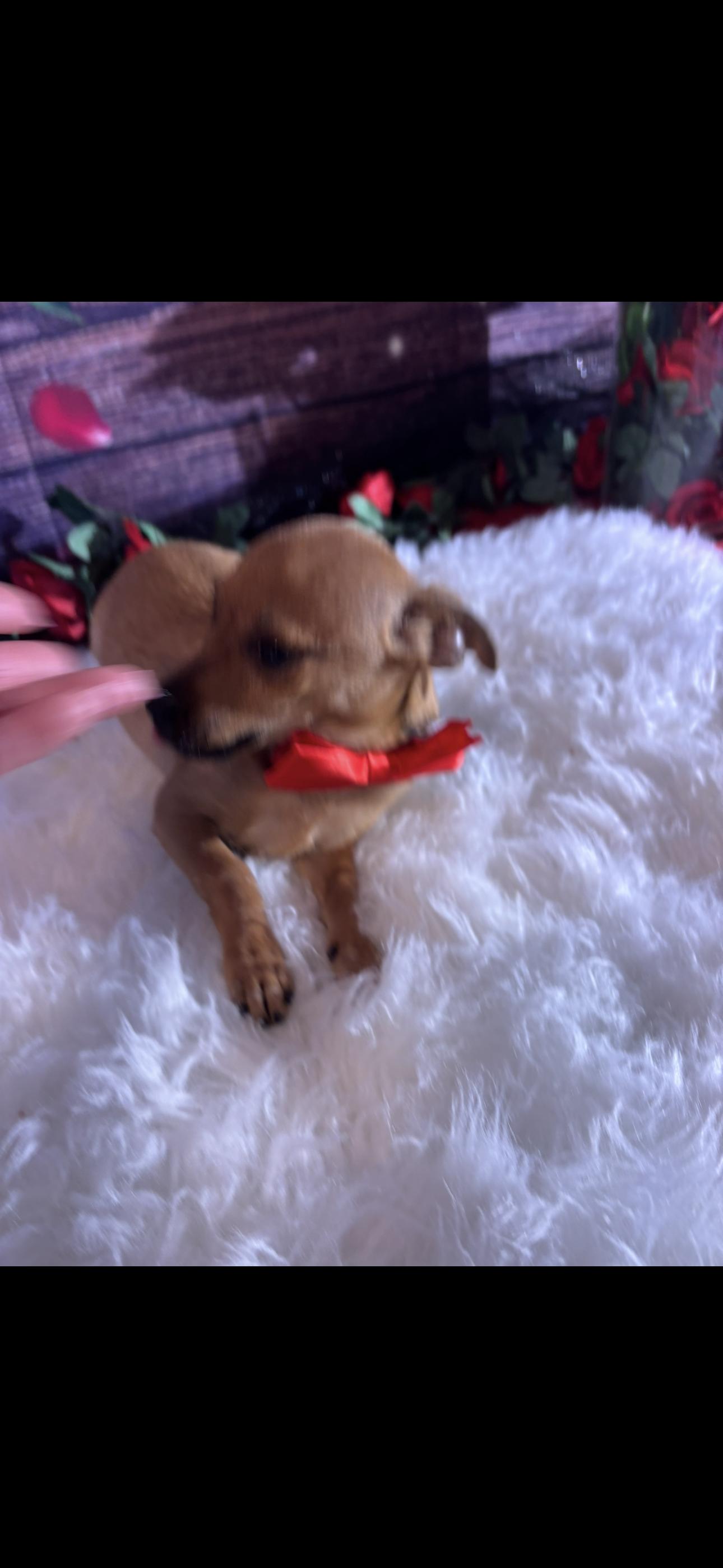 Enlarge Love , a ADOPTABLE mixed breed in Cottonwood, CA image 2/5