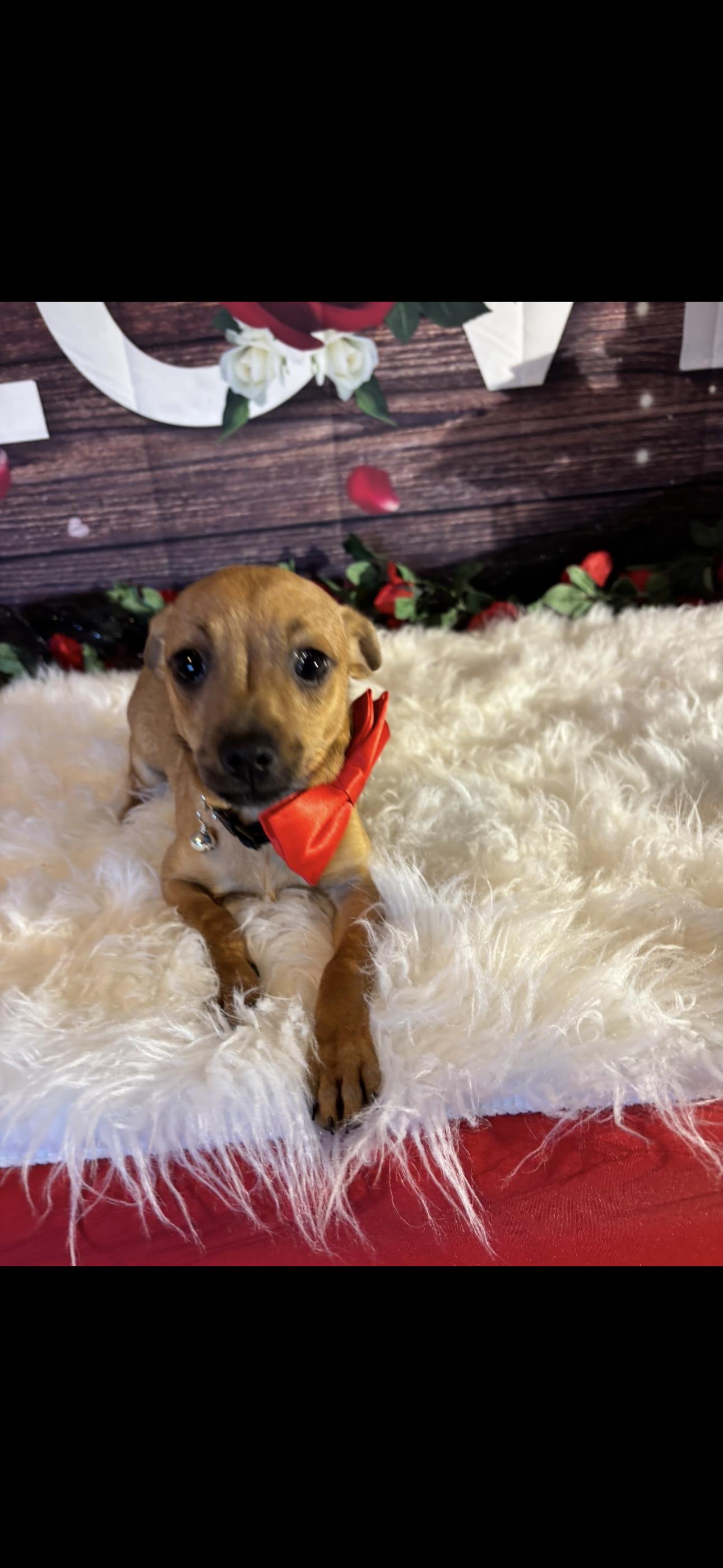 Enlarge Love , a ADOPTABLE mixed breed in Cottonwood, CA image 5/5