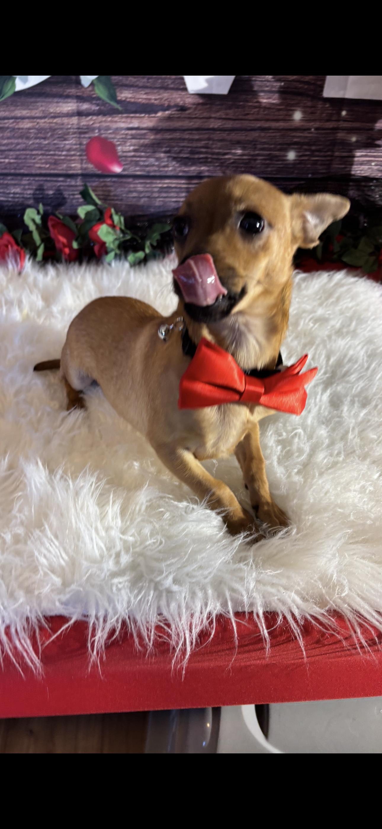 Enlarge Love , a ADOPTABLE mixed breed in Cottonwood, CA image 4/5