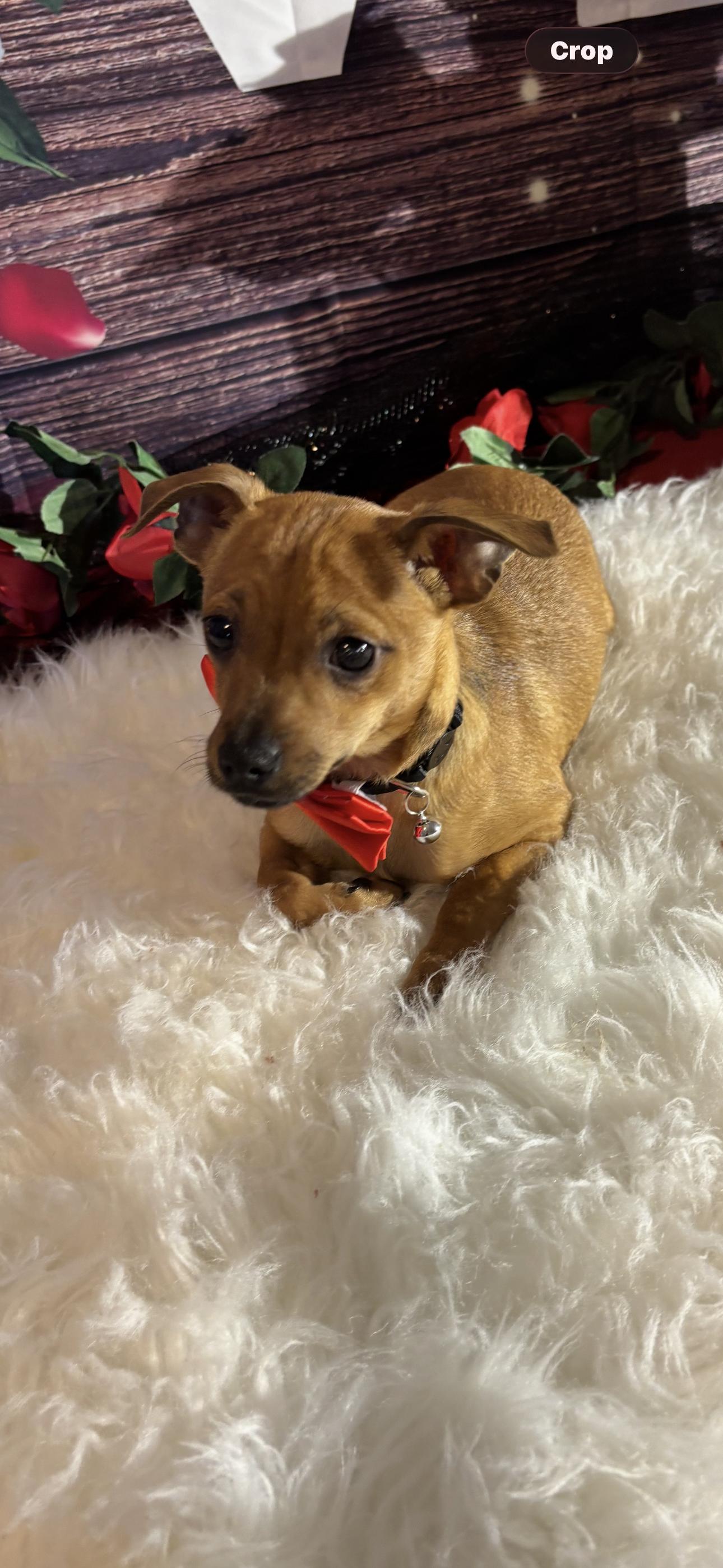 Love , ADOPTABLE, Puppy Male Chihuahua & Chiweenie.