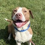 Enlarge Toby, a ADOPTABLE Mixed Breed in Hilliard, OH image 1/2